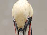 DWM 2414x  Brown pelican with breeding plumage, Mexico